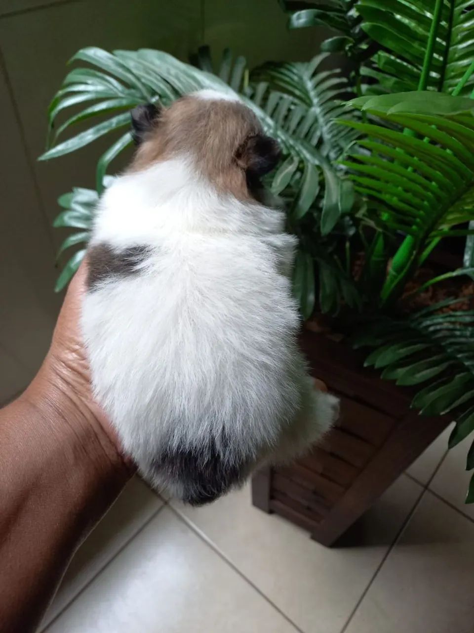 Animais  - Foto 4