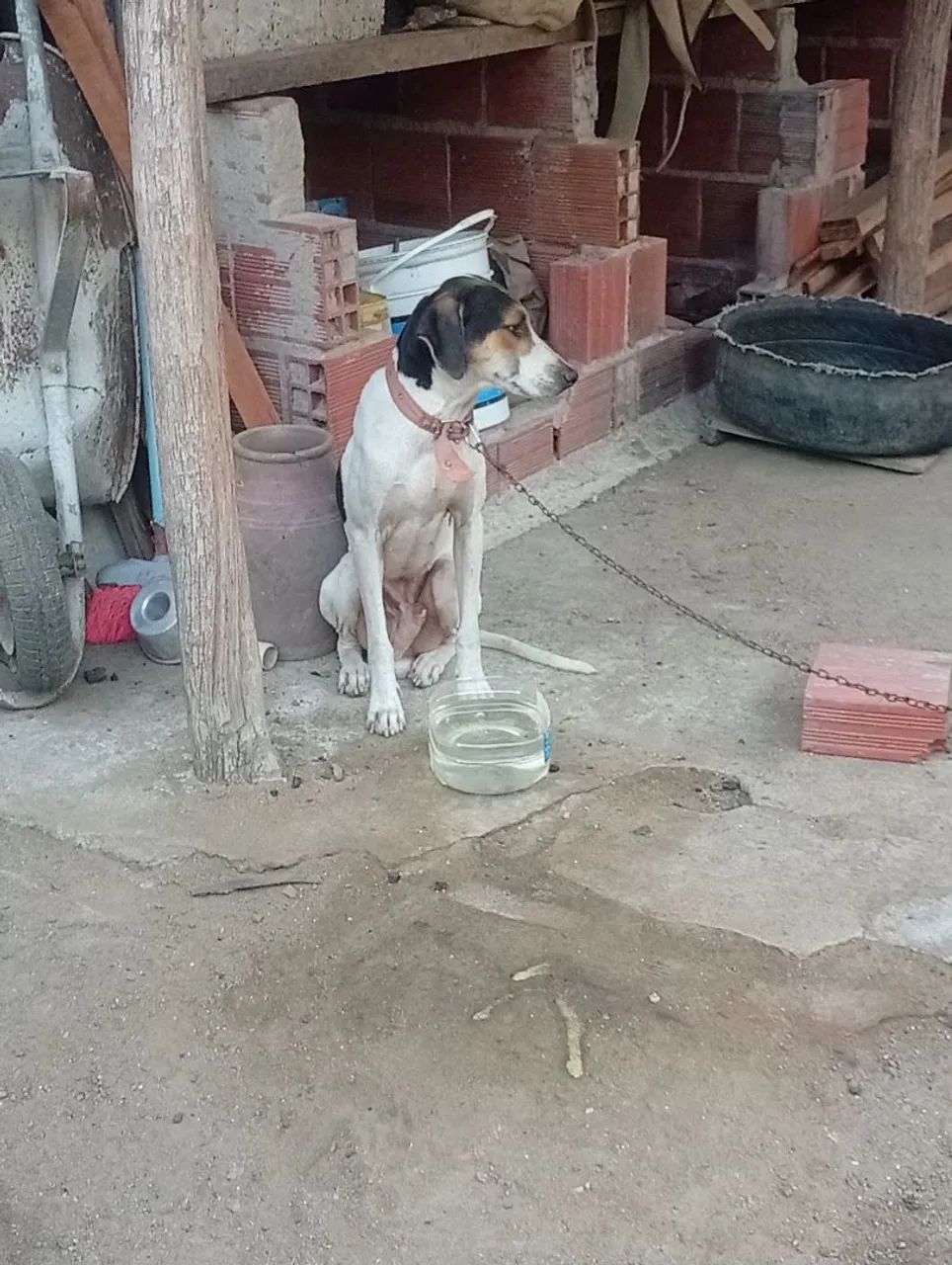 Americano de caça  - Foto 4