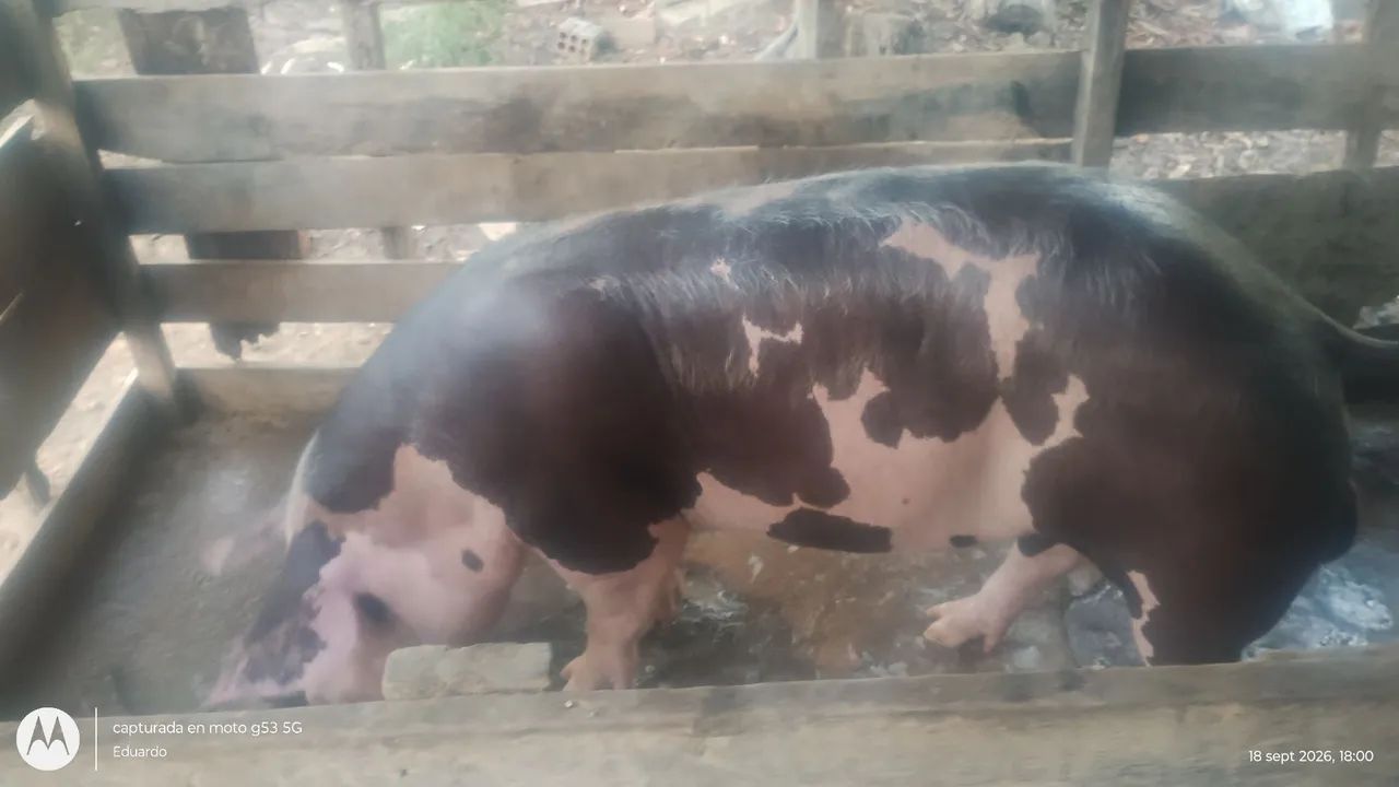 Bom - Foto 2