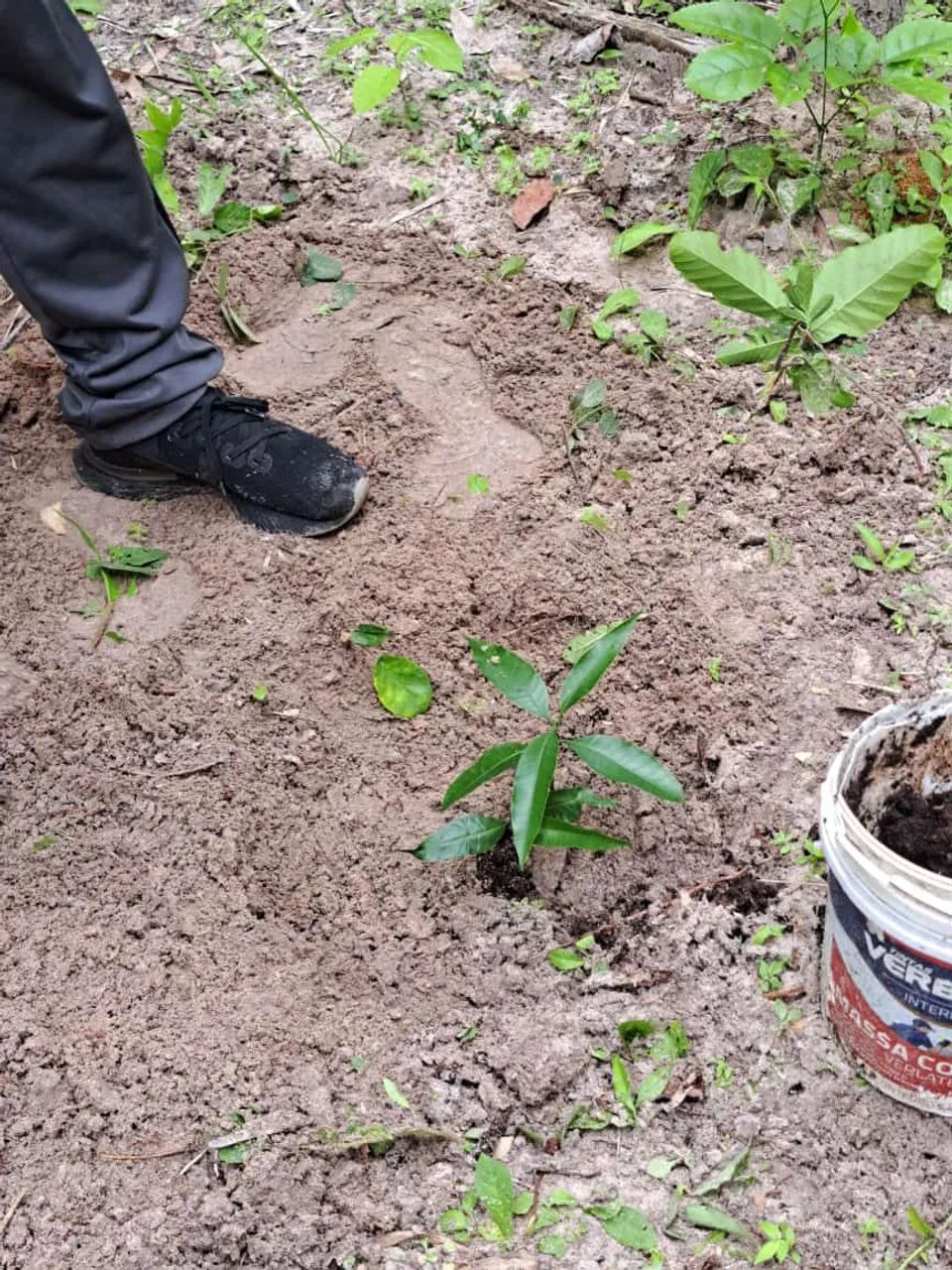 Foto - Teresina - Piçarreira