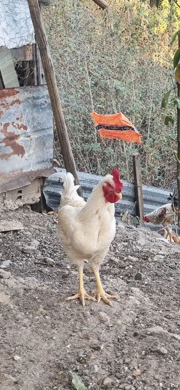galos 