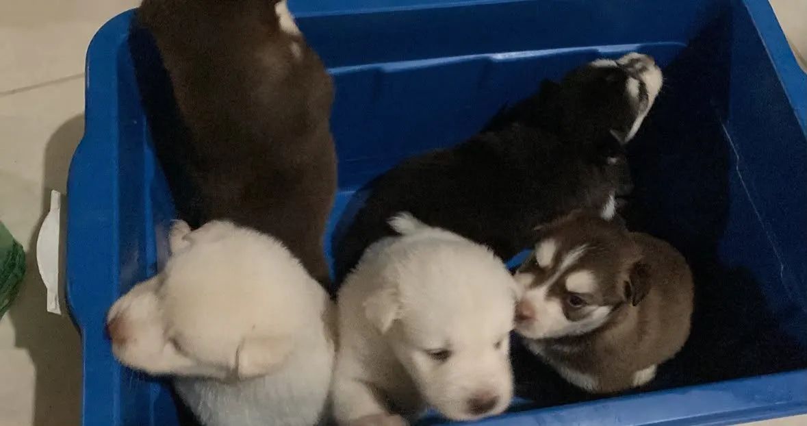 Filhote de husky - Foto 2