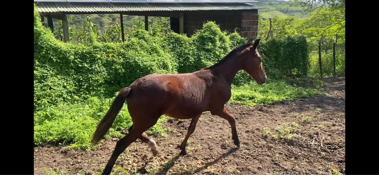 Potrinha Mangalarga Marchador de alta genética(7 Meses) - Foto 2