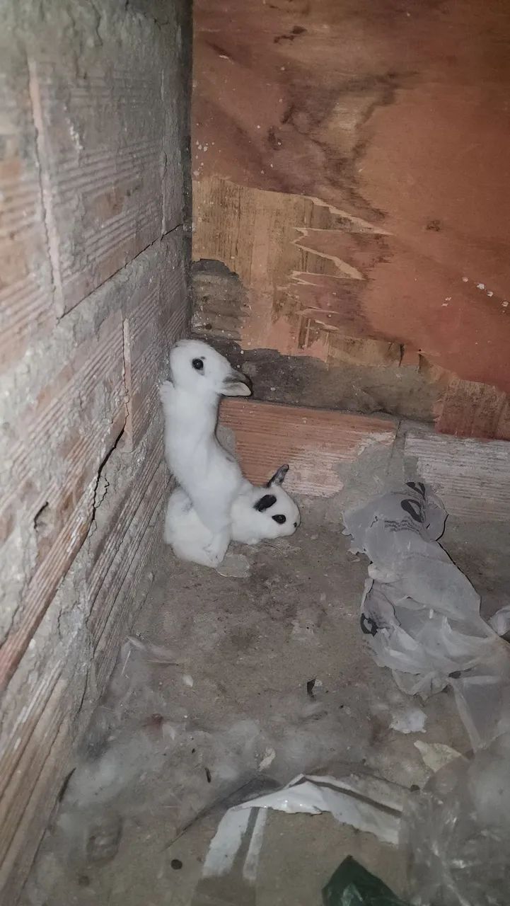 Coelhos mini - Foto 2