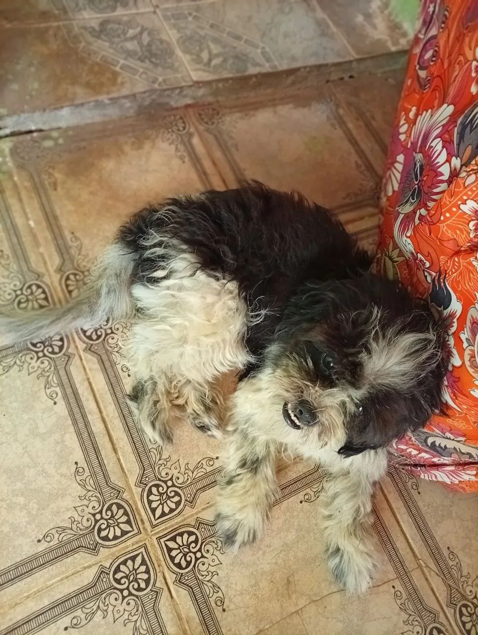 Vou anunciar um animal