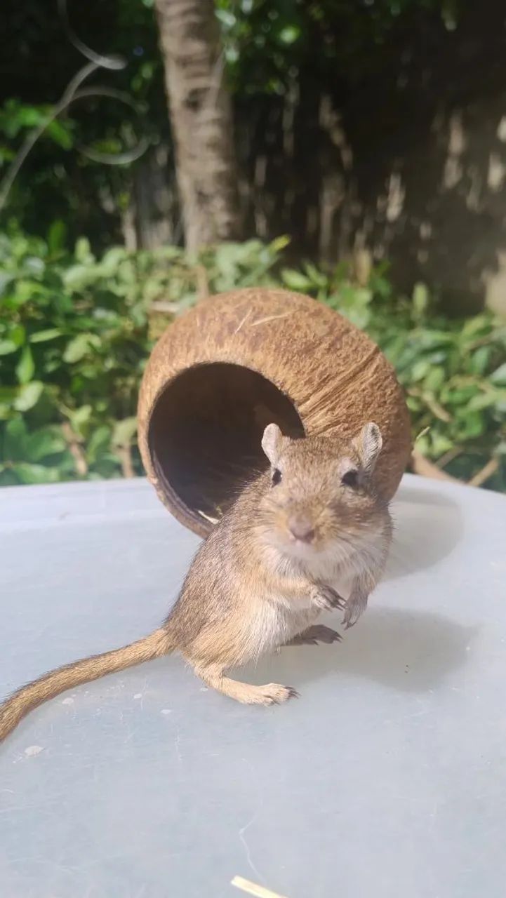Gerbil (Esquilo da Mongólia) - Filhotes - Foto 4