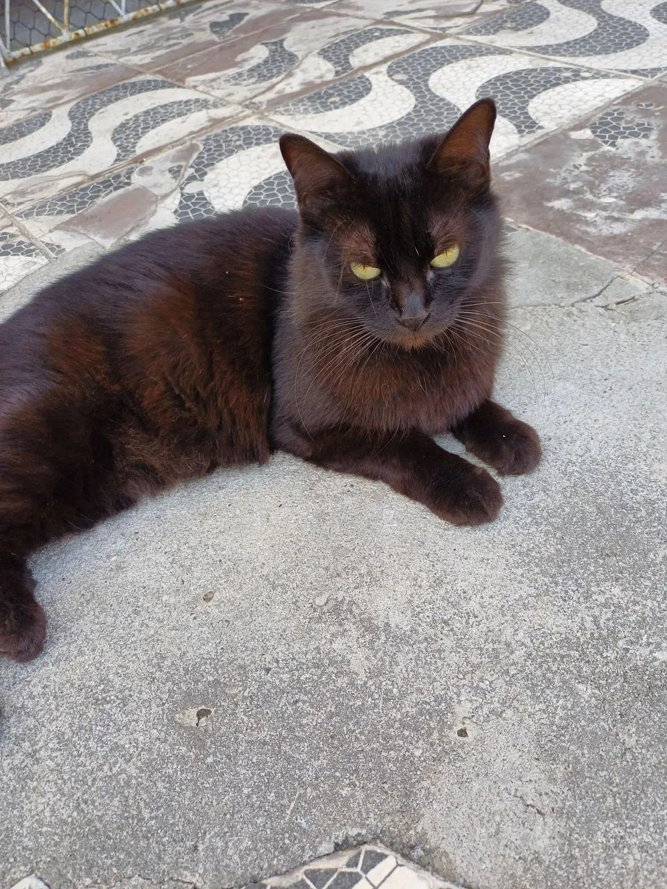 Adoção Responsável  - Foto 2