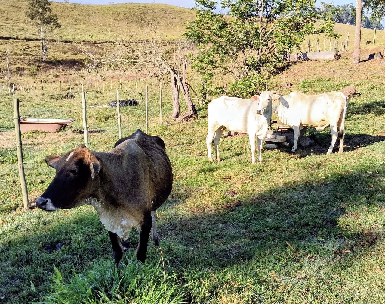 3 Vacas - Foto 3