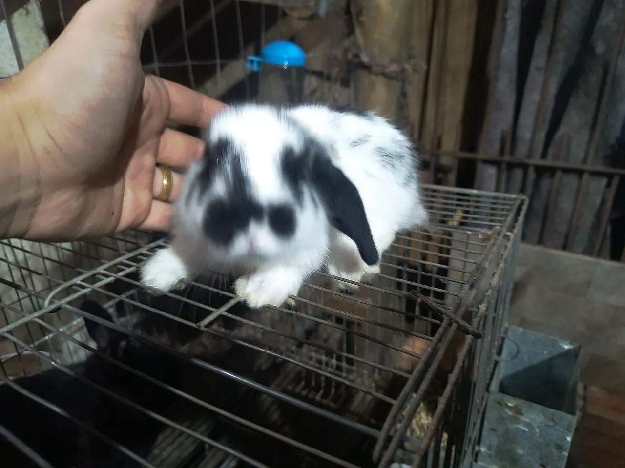 Vendo Coelho mini loop - Foto 4