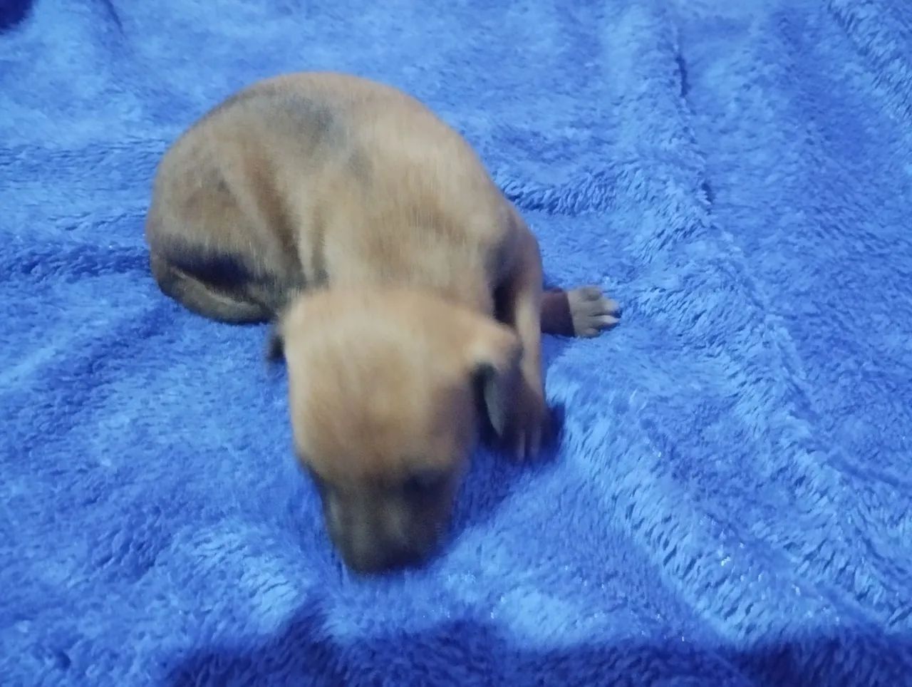 Doação de filhotes  - Foto 2