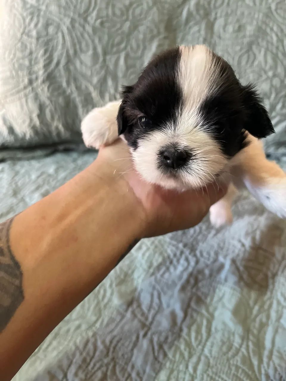 Shih Tzu