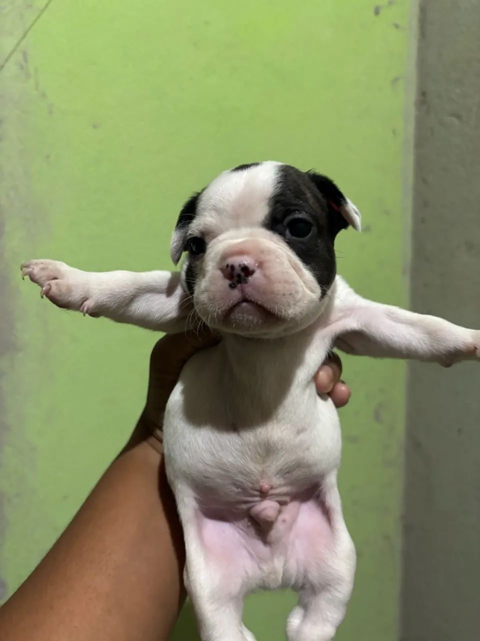 Buldogue francês premium  - Foto 4
