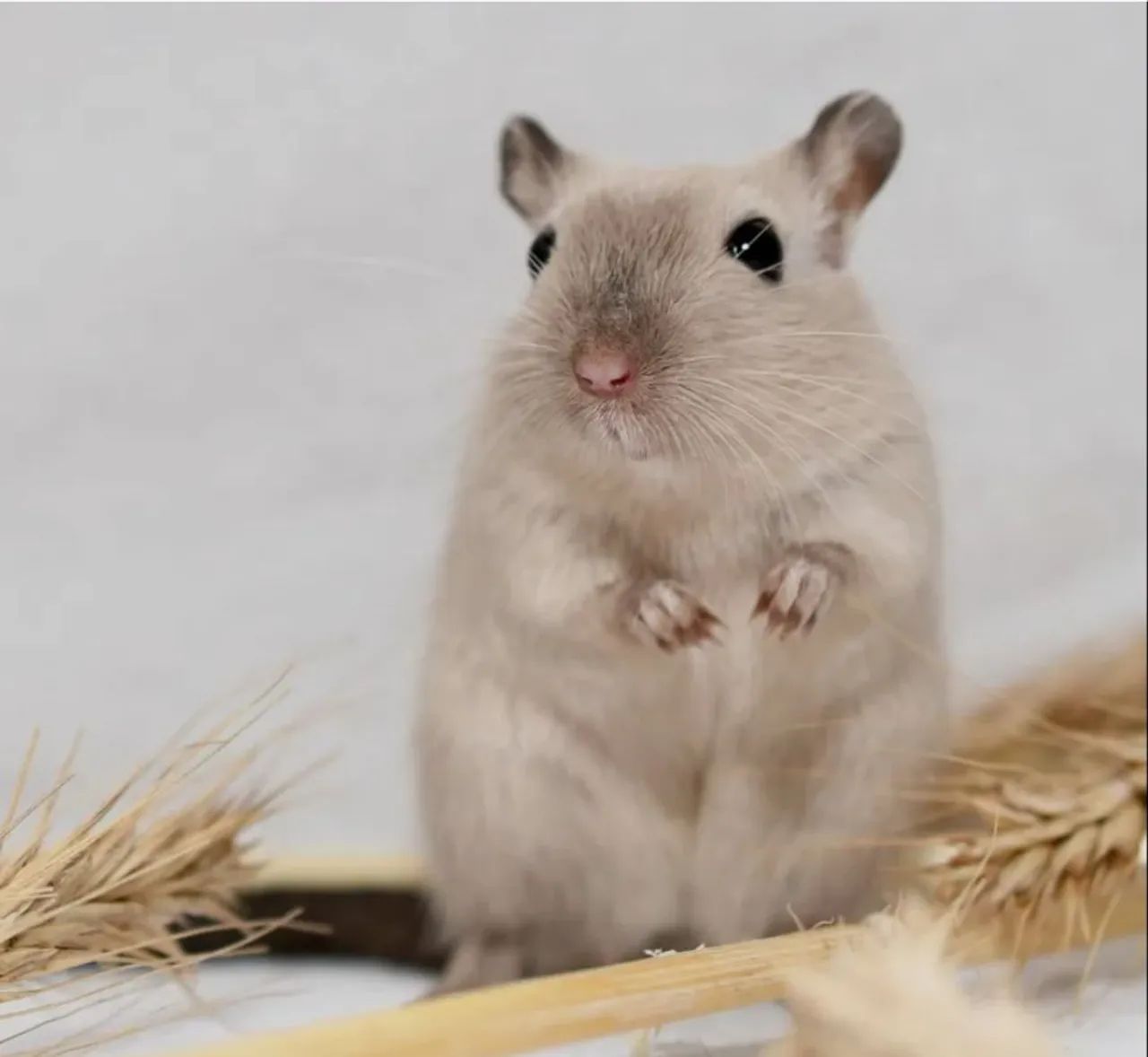 Roedores Disponíveis 