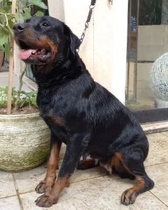 Rottweiler Fêmea castrada adoção  - Foto 2