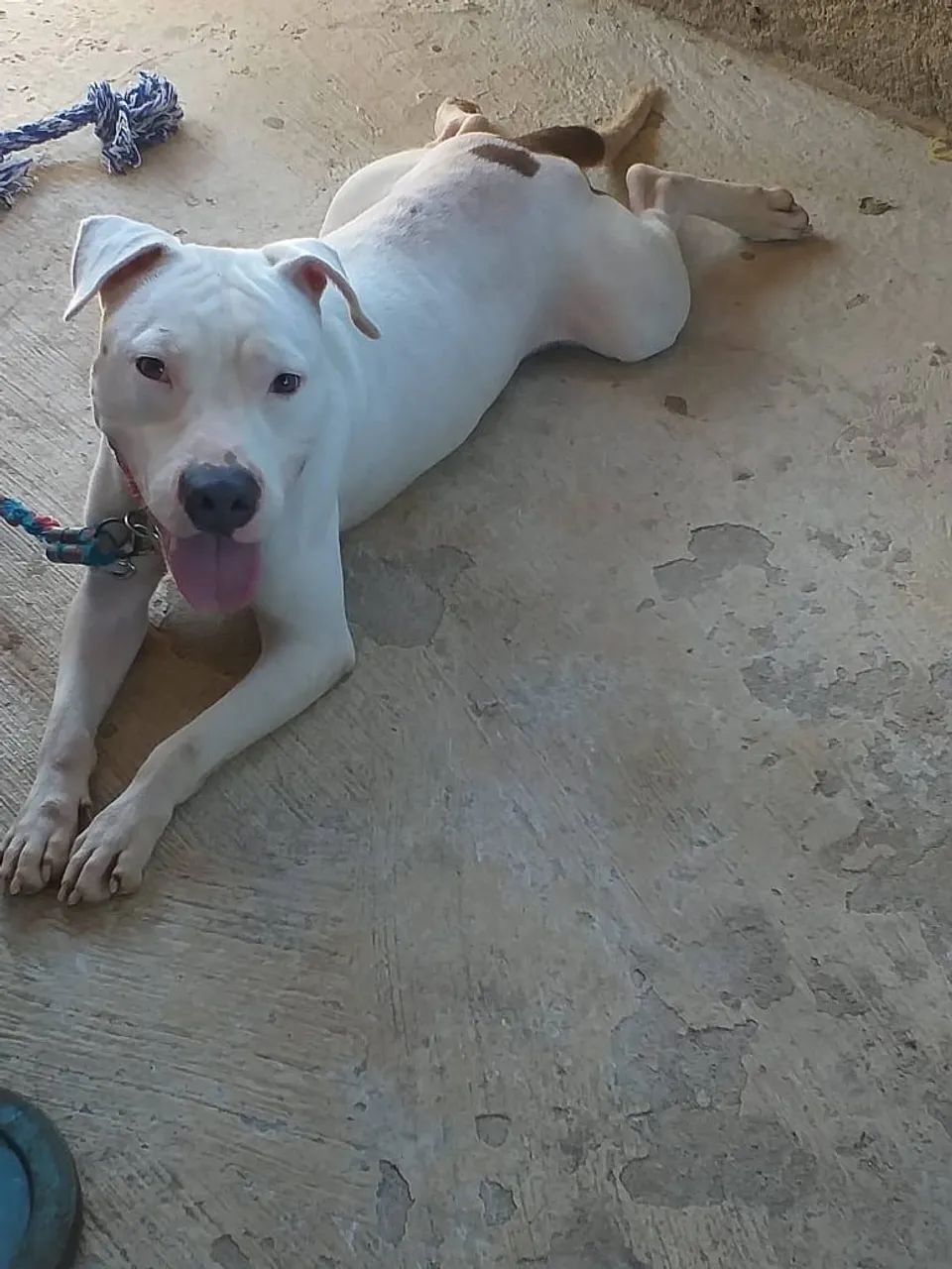 Cachorro pitbull