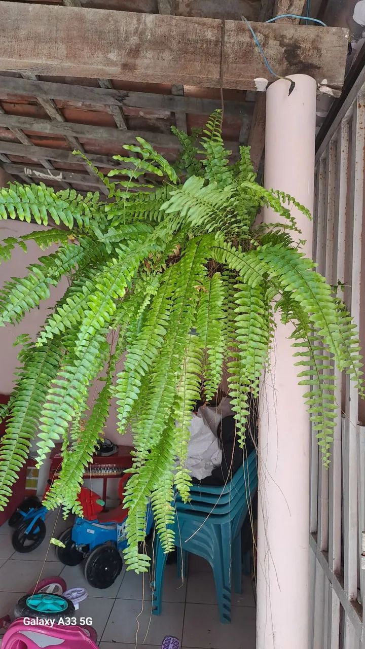 Plantas - Foto 5