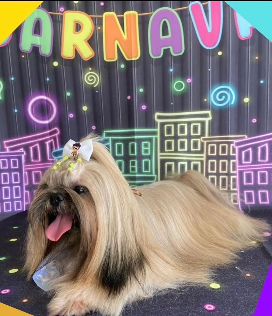 Shihtzu macho procurando uma namorada!  - Foto 5