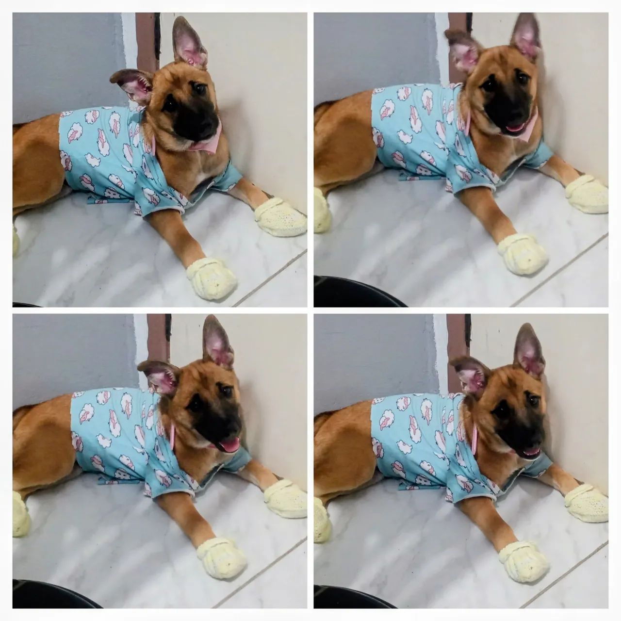 Cão Pastor Alemão  - Foto 3