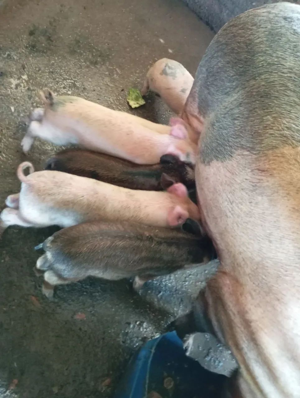 Vende-se Leitões - Foto 3