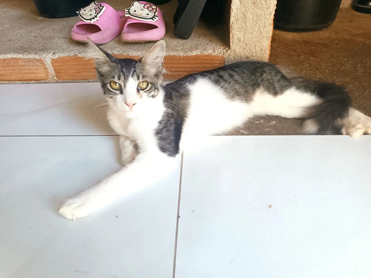 Gato macho para adoção  - Foto 2