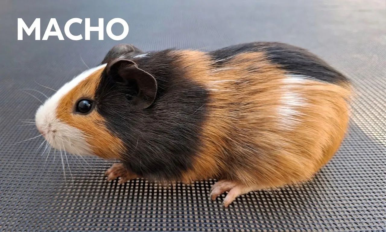 Porquinhos da Índia  - Foto 5