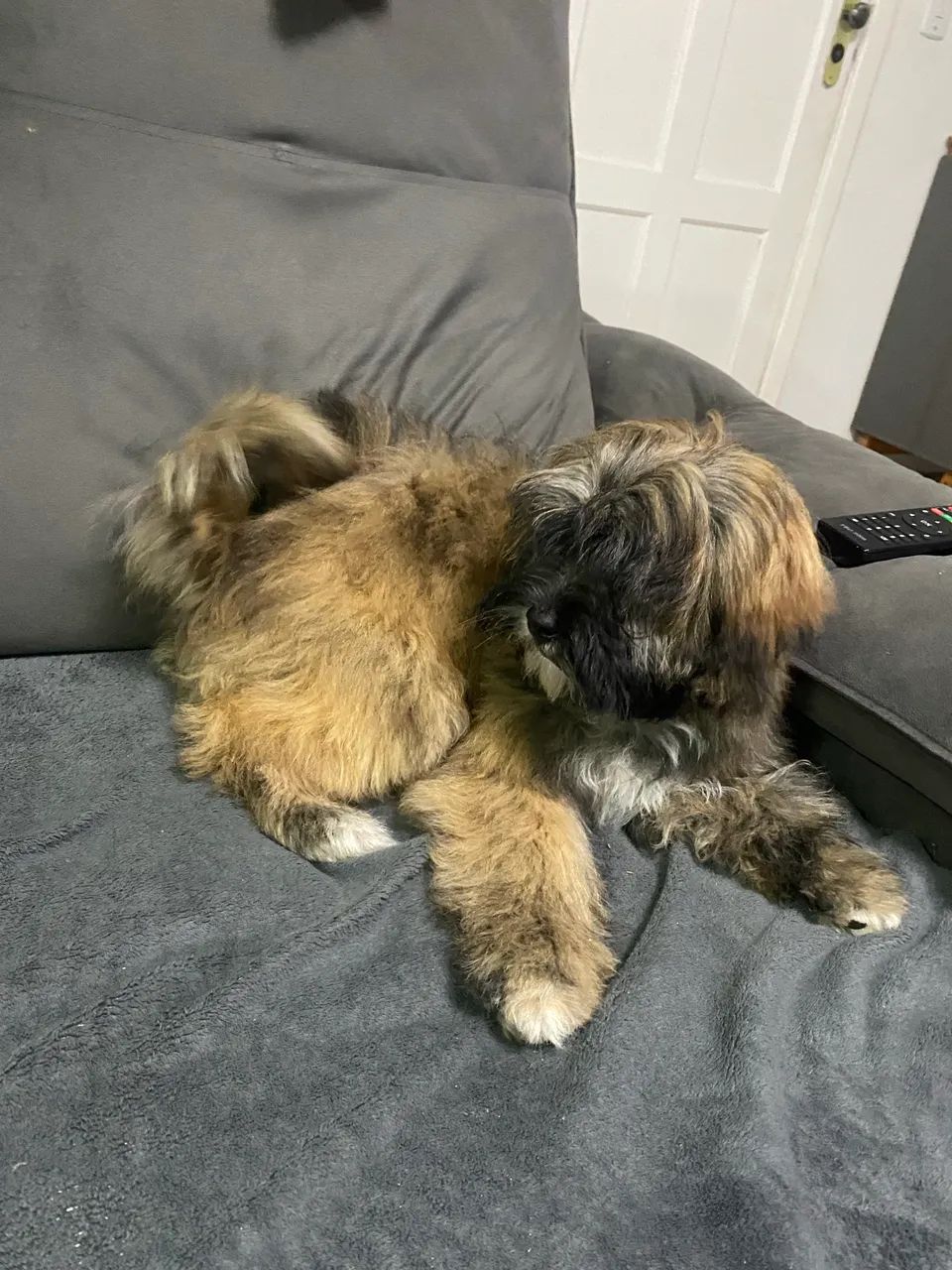 Lhasa apso  - Foto 2