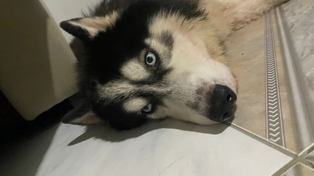 Husky Siberiano Wooly - Doação, Leia a descrição  - Foto 4