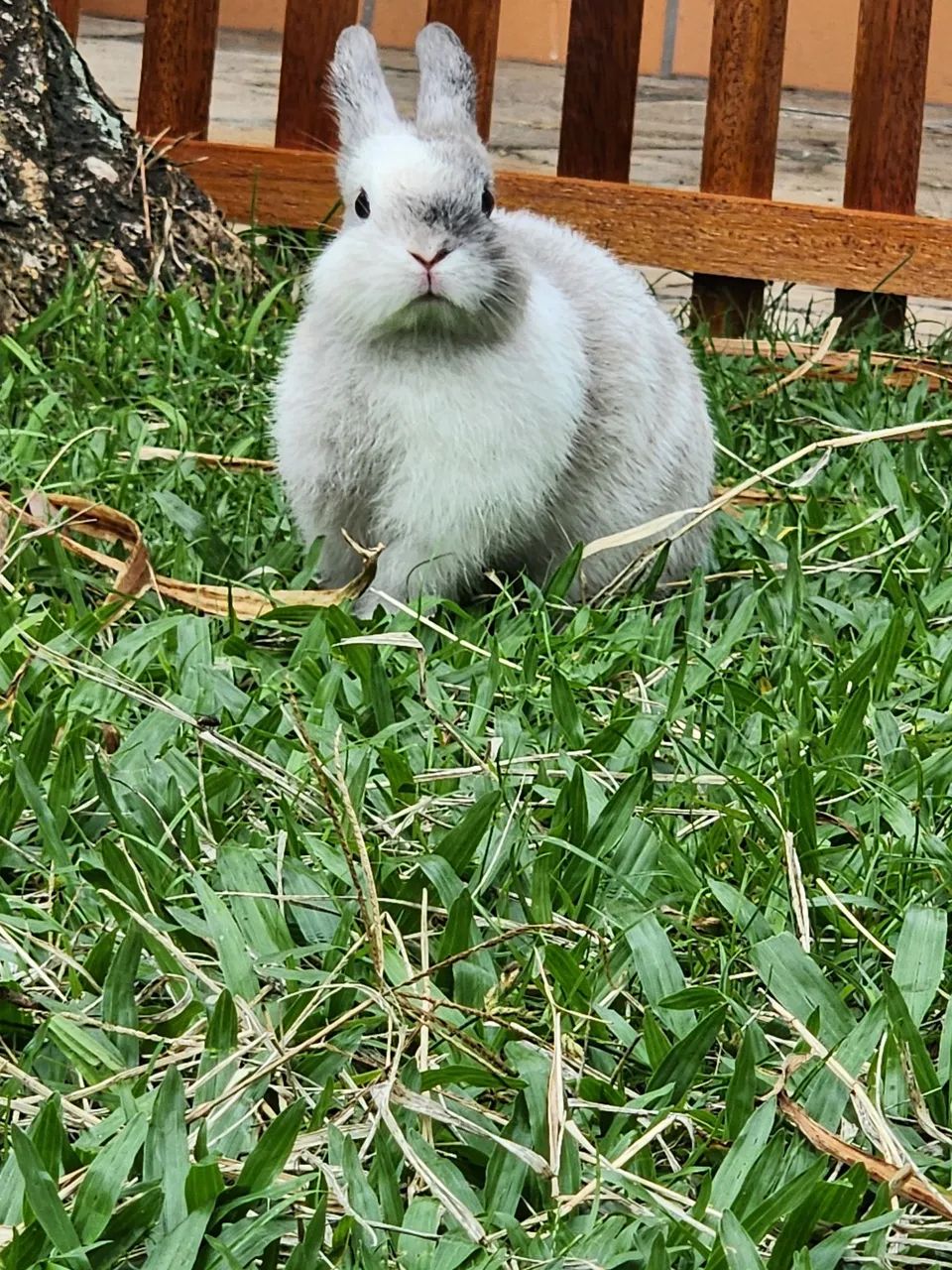 Mini Coelho Netherland sc - Foto 3