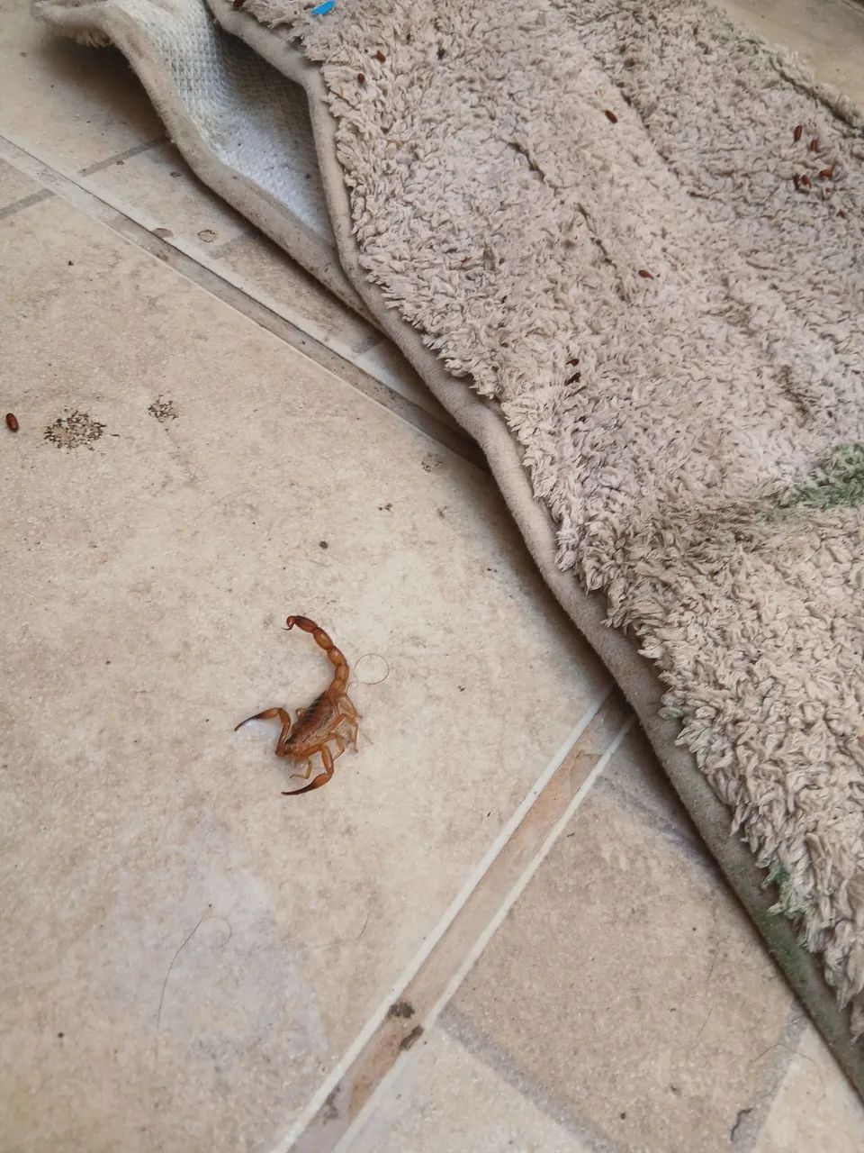 Dedetizacao profissional escorpiões e baratas - Foto 2