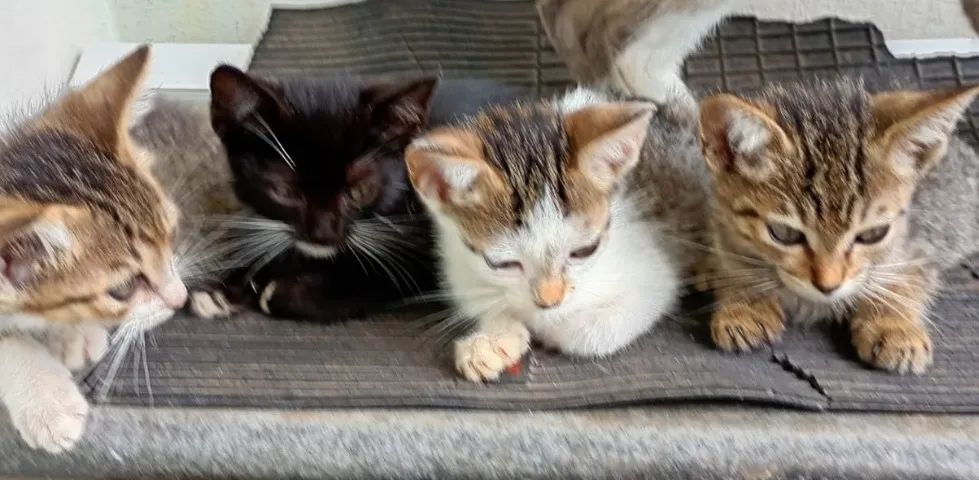 Filhotes de Gatos p/ Adoção - Foto 3