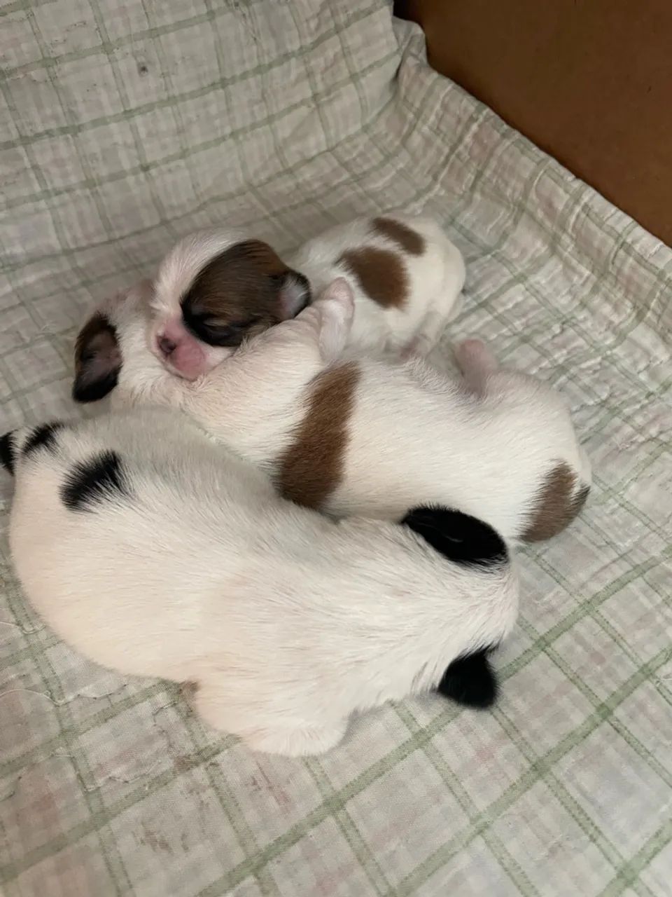Shiatsu - Foto 2
