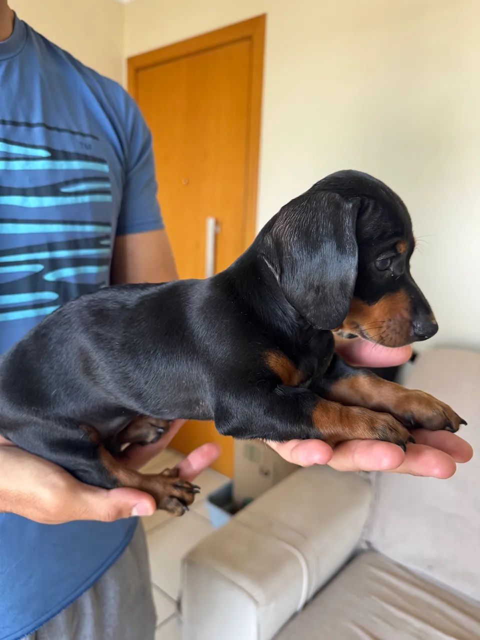 Filhote macho de salsicha dachshund  - Foto 3