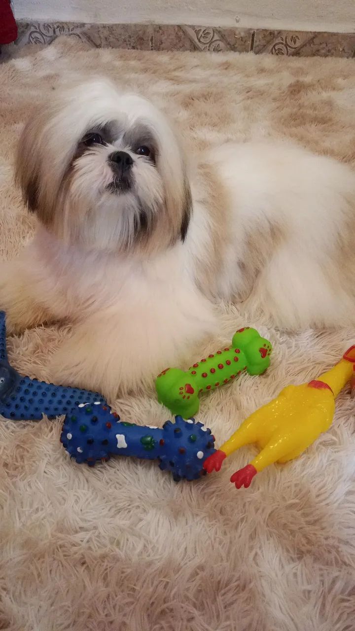 Cachorro  - Foto 2