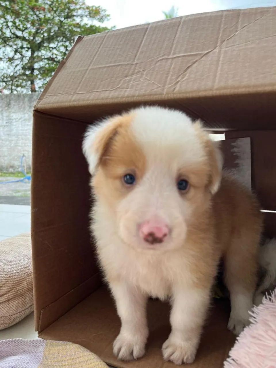 Border Collie filhotes - Foto 4