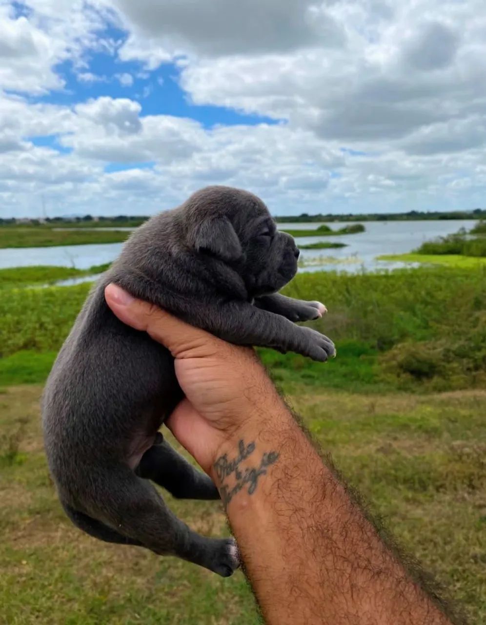Filhotes de American Bully Pocket - Foto 4