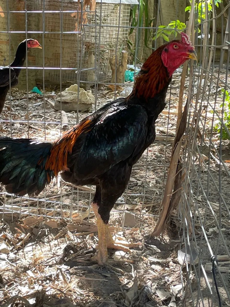 Aves domestica  - Foto 5