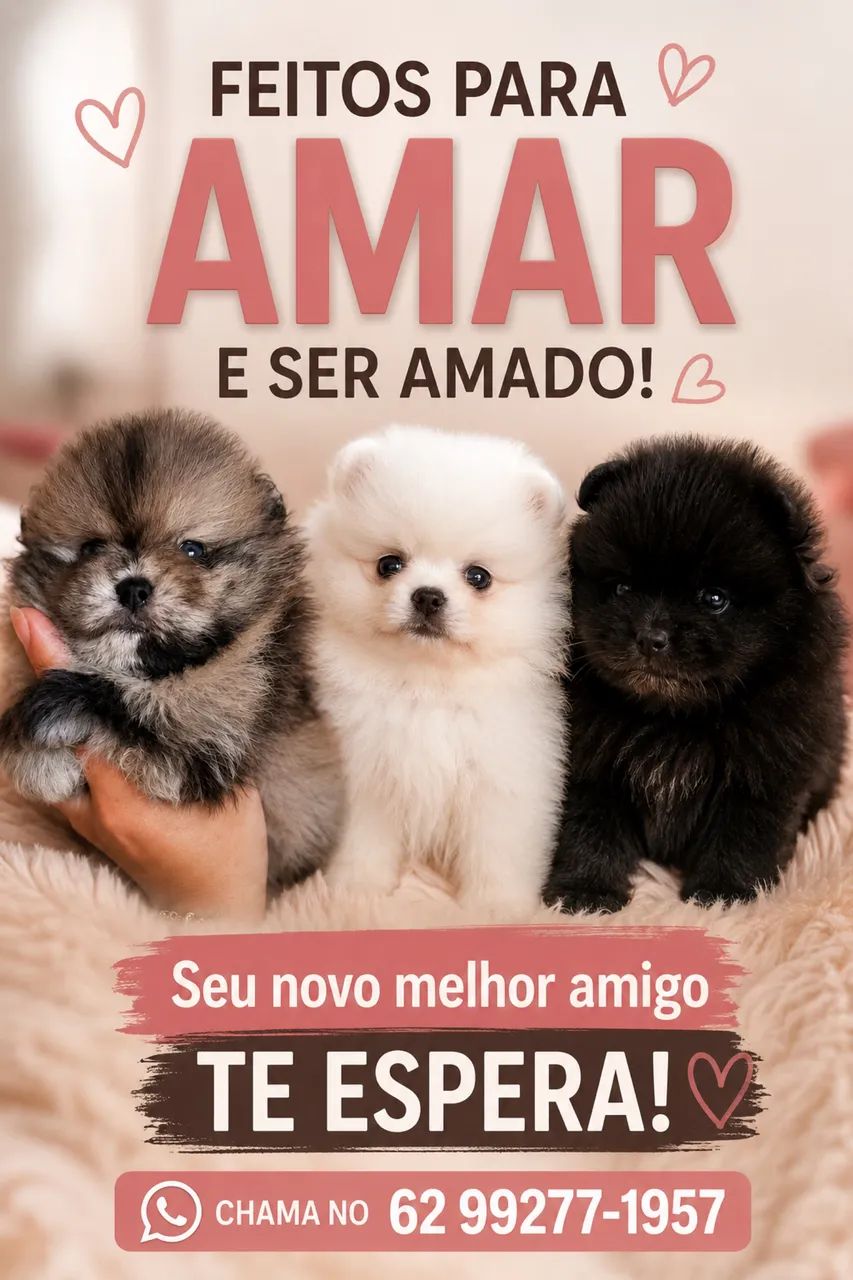 Spitz Alemão Anão - Foto 5