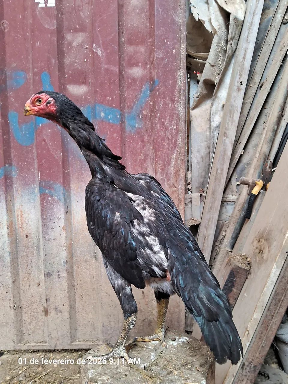 FRANGA ASSEL BICO CURTO 