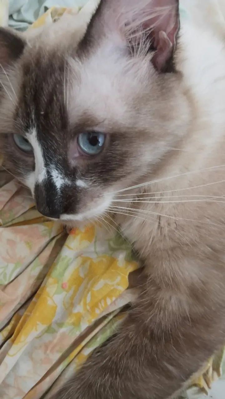 Gato 1 ano  - Foto 4