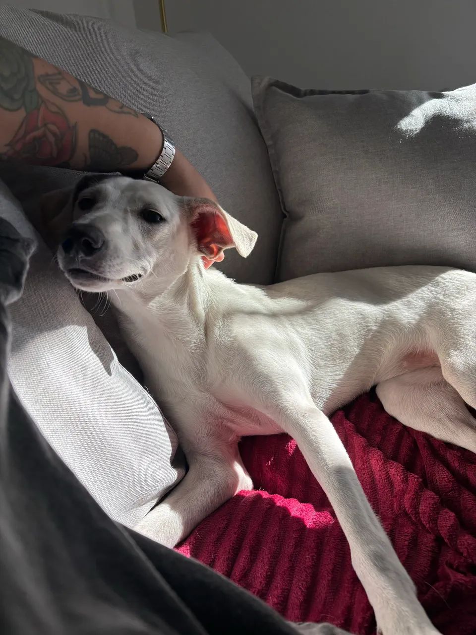 Doação pet - Foto 3