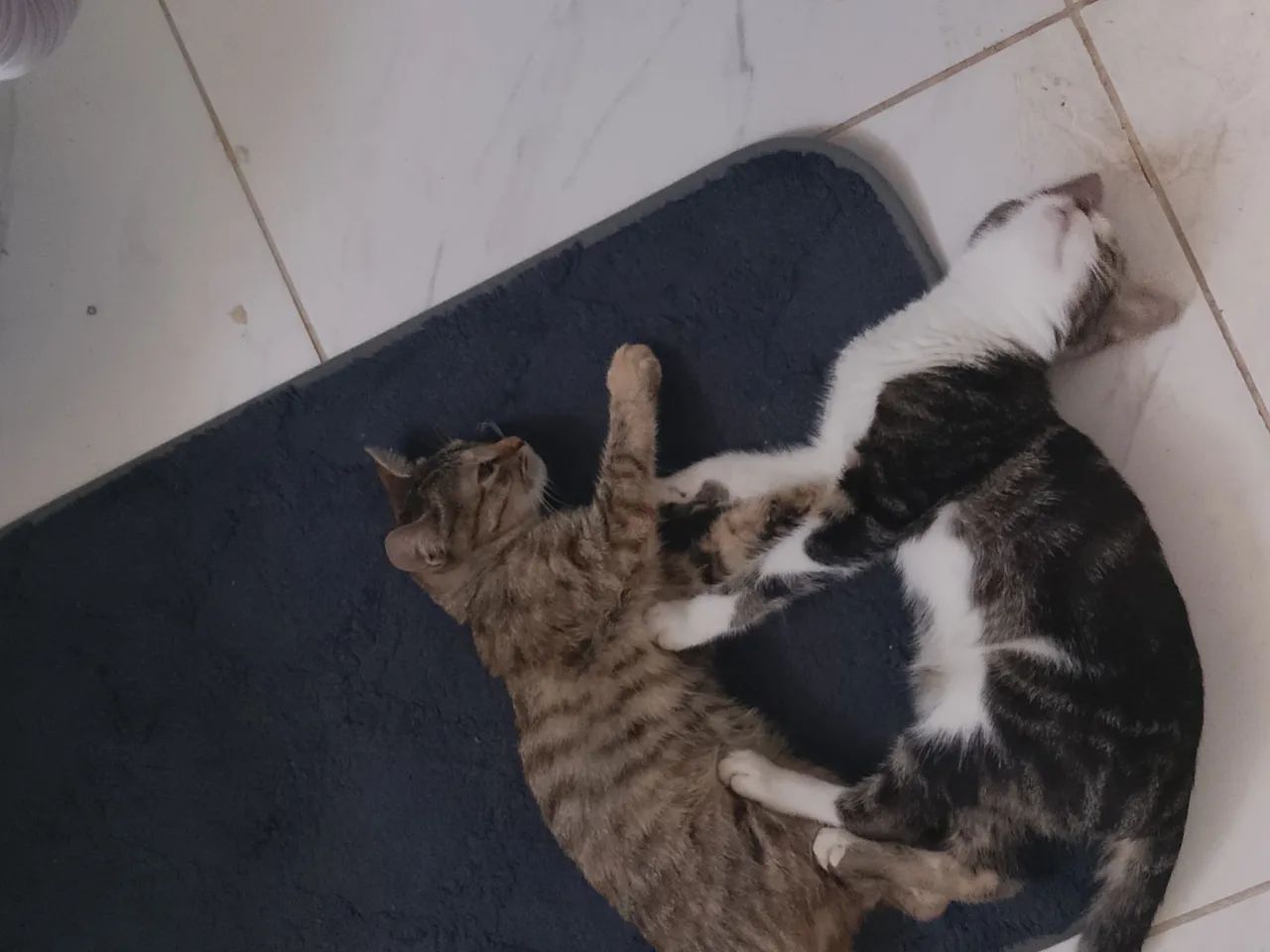  Doação Gato - Foto 2