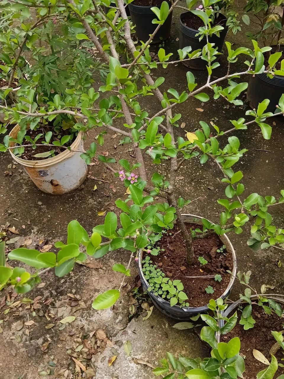 Mudas de acerola  - Foto 2