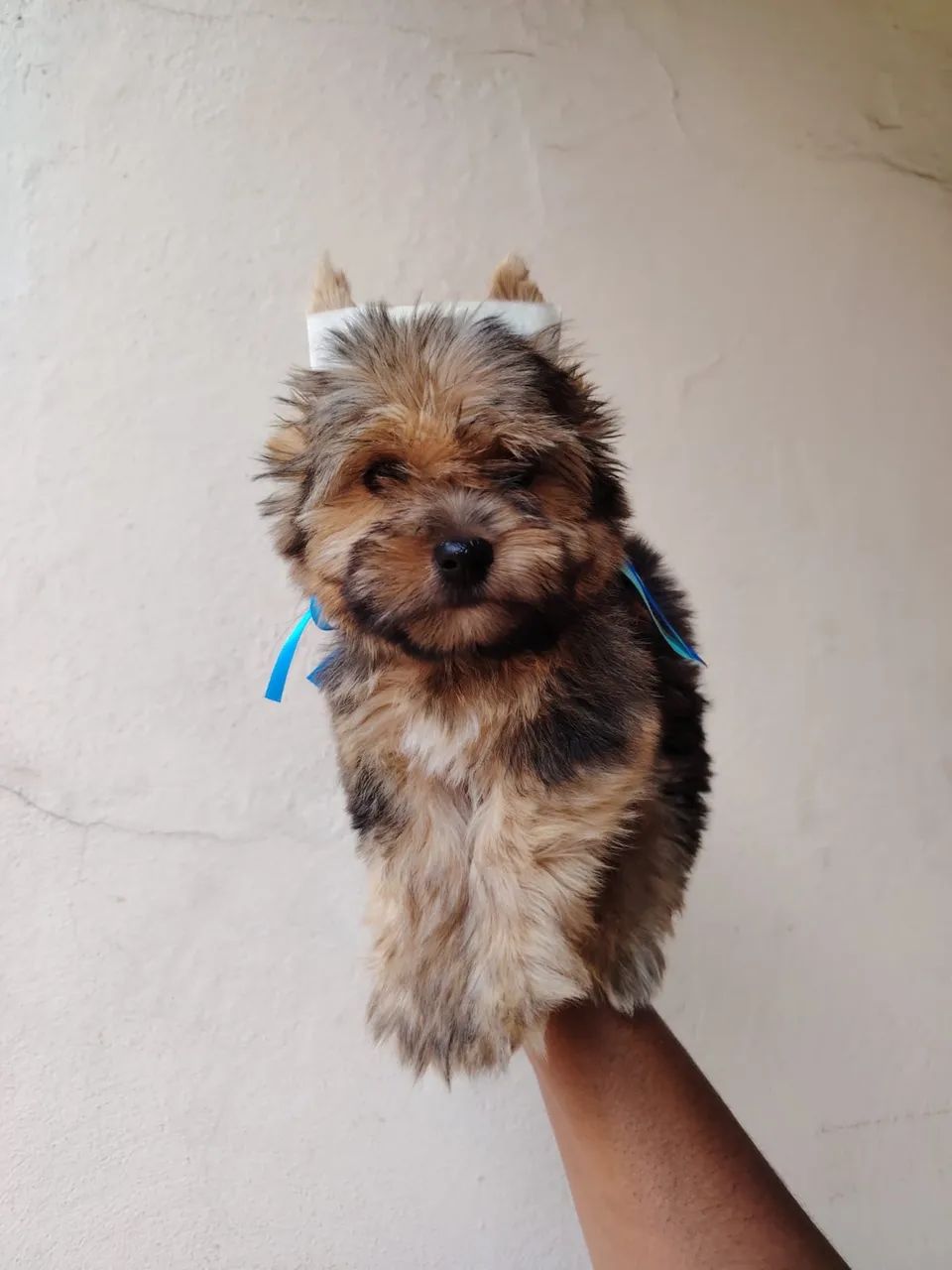 Yorkshire terrier  - Foto 4