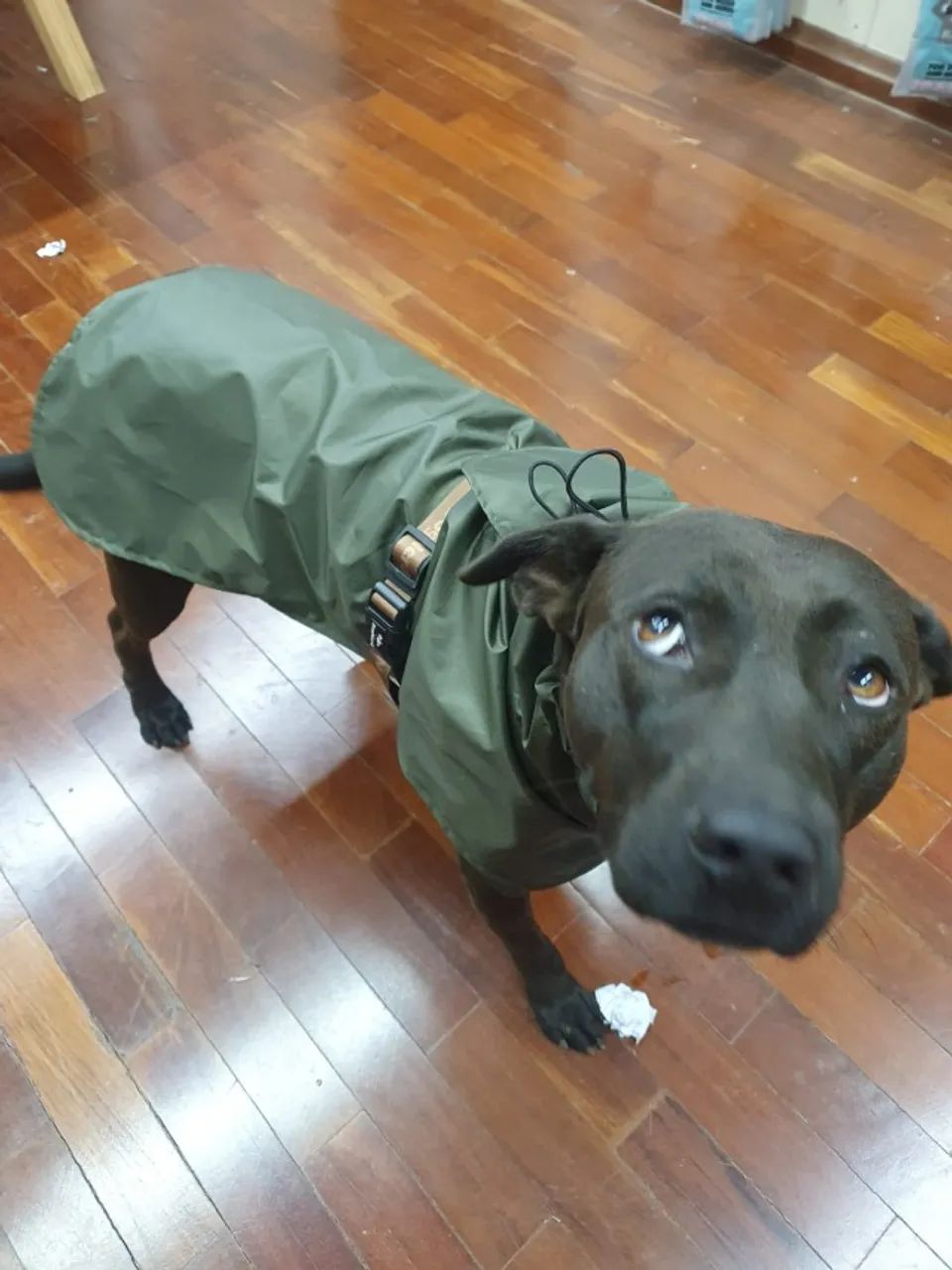 Adoção Responsável! Conheça a Pantera! ? - Foto 2