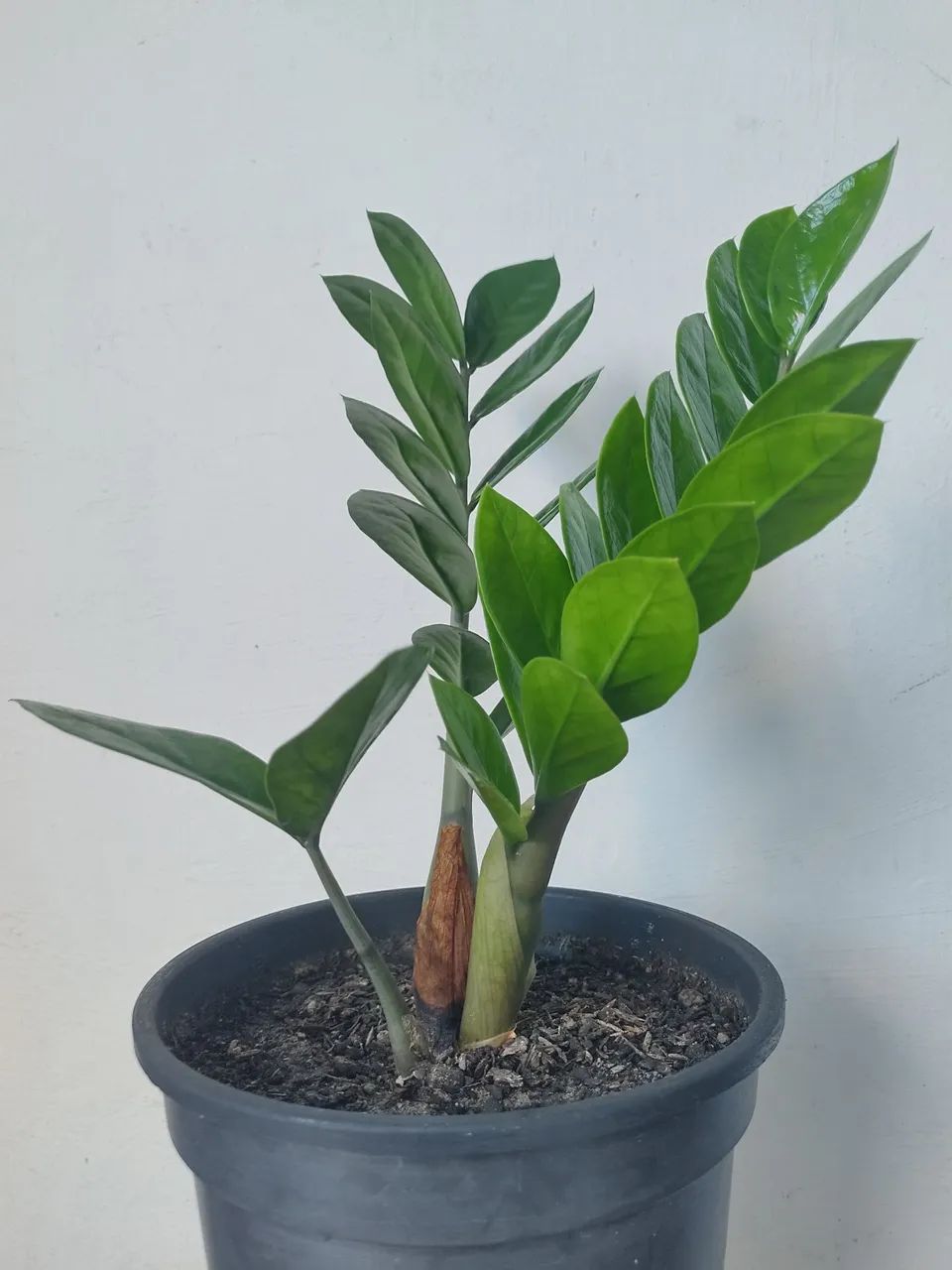 Zamioculca (Muda Planta da Fortuna) - Foto 3