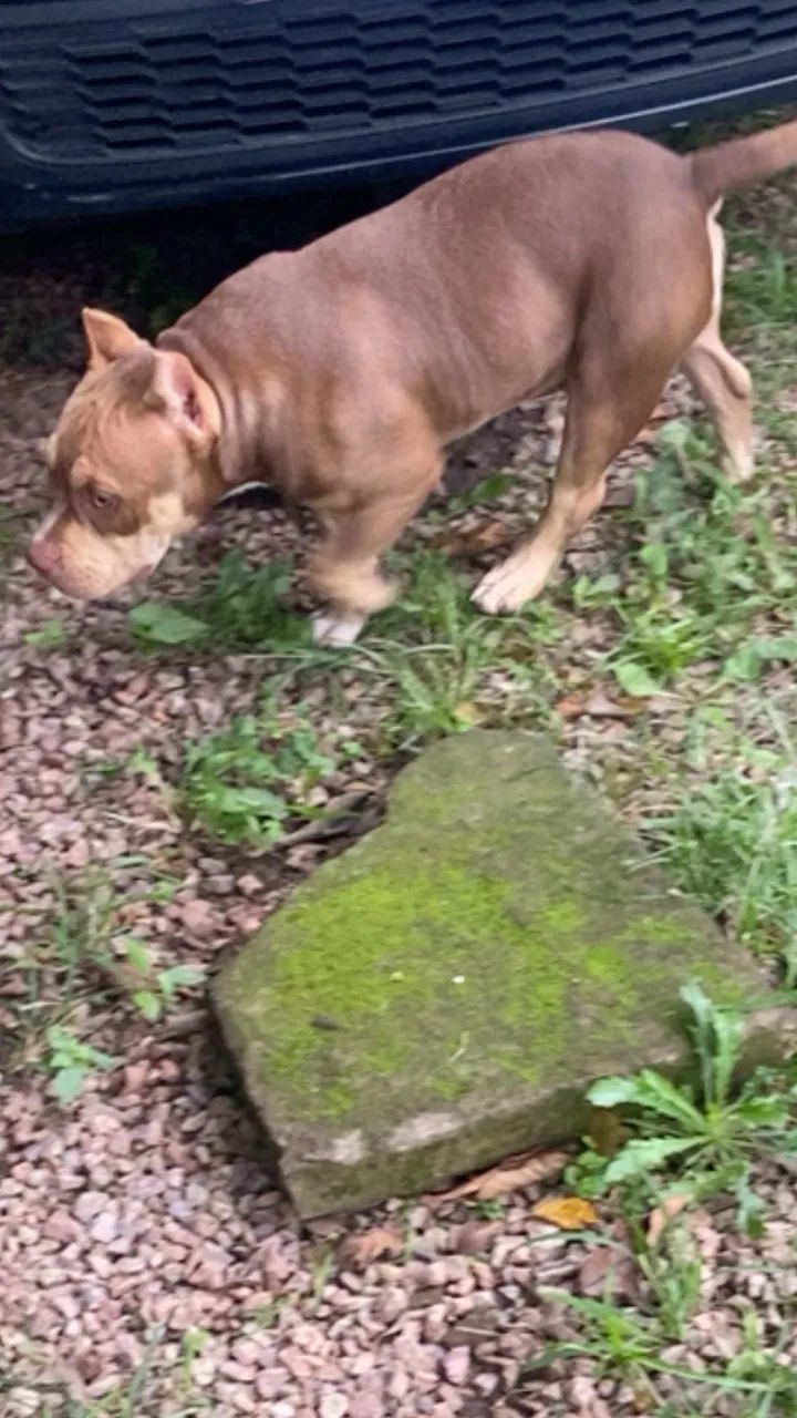 American Bully pocket  - Foto 2