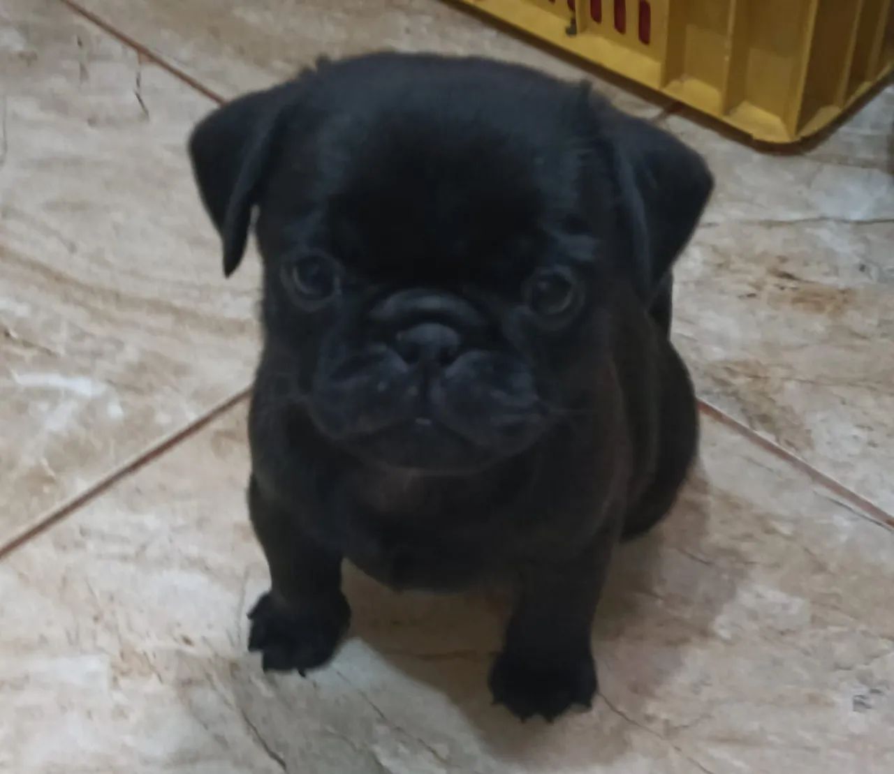 Cachorro pug  - Foto 3