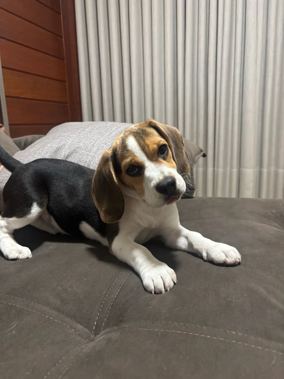 Fêmea Beagle  - Foto 2