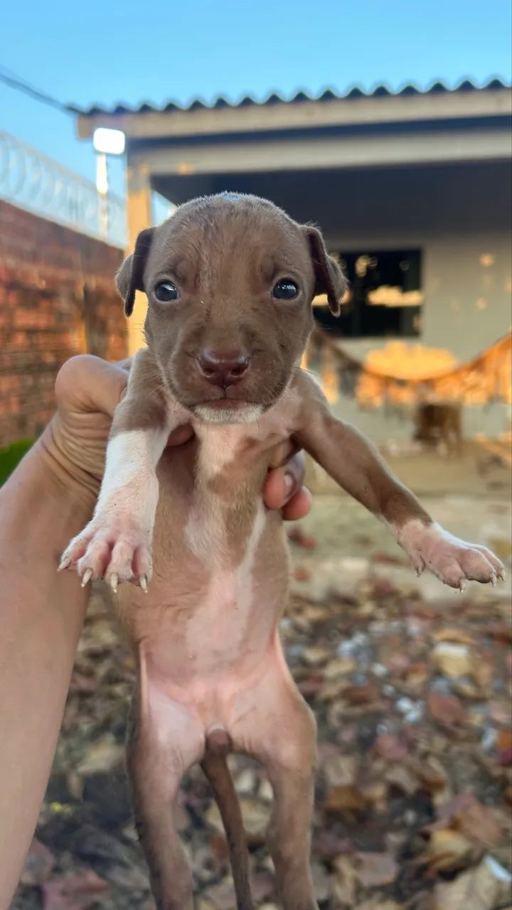 Filhotes de pitbull  - Foto 3