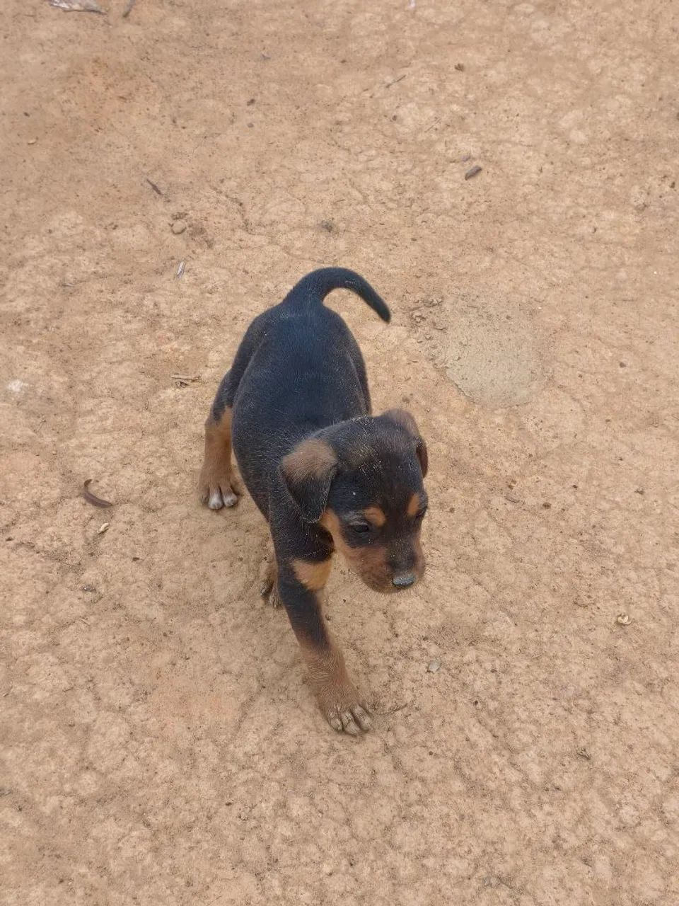 Doação  - Foto 2